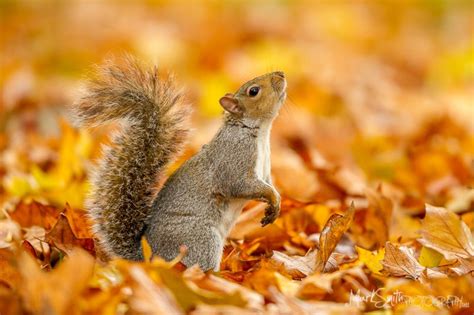 Squirrel in the Autumn | Squirrel, Animal photo, Critter