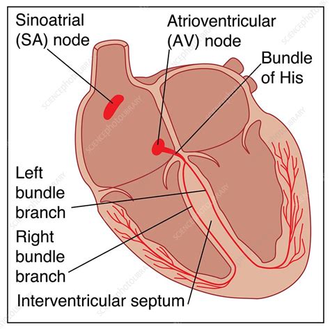 Heart conduction system, artwork - Stock Image - C008/4944 - Science ...