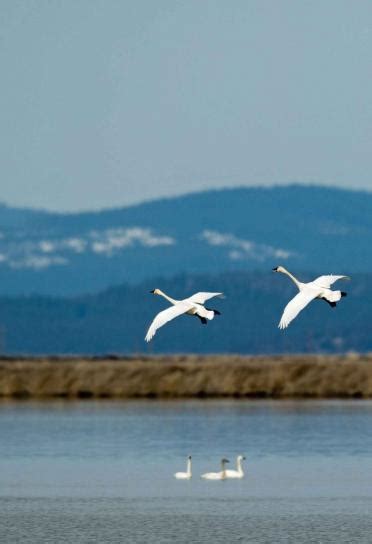 Free picture: tundra, swans, cygnus columbianus