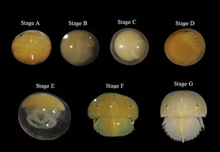 Biologists find salt marsh has unexpected importance to horseshoe crabs