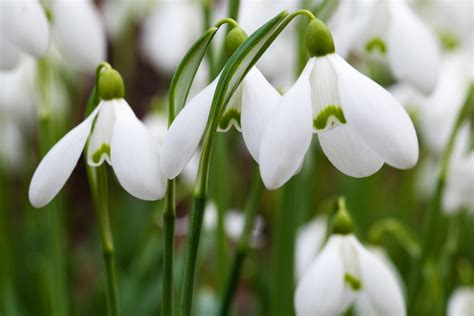 Snowdrops Free Stock Photo - Public Domain Pictures