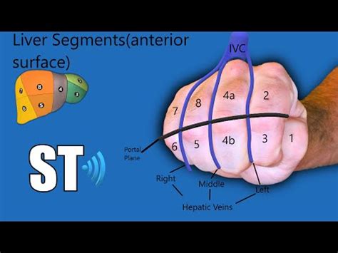 Liver Segments Ultrasound Couinaud's Anatomy - YouTube