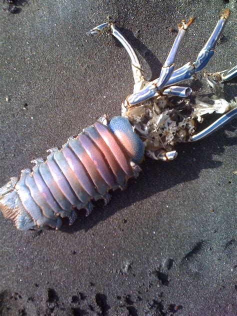 Rainbow lobster shell discovered on a beach in Maui | Maui, Shells, Beach