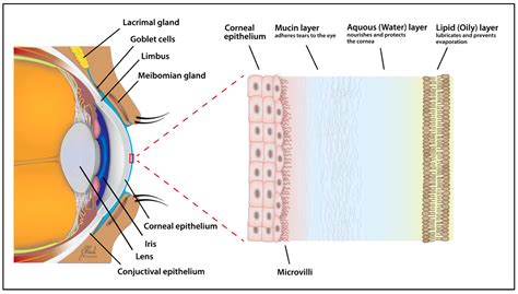 IJMS | Free Full-Text | Tear Metabolomics in Dry Eye Disease: A Review | HTML