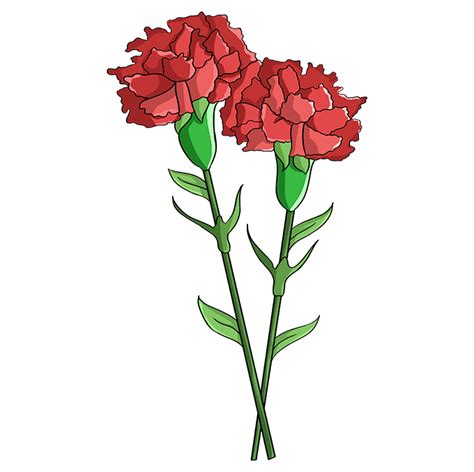 How to Draw a Carnation - Really Easy Drawing Tutorial