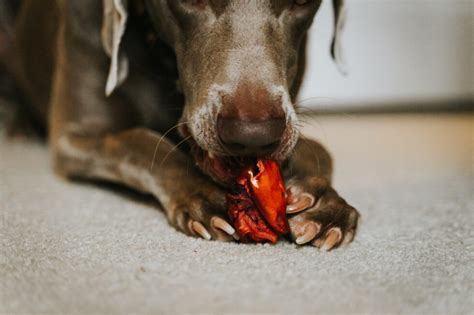 Nail and Nail Bed Disorders in Dogs: Important Information to Be Aware Of - Brooklyn Pet Spa ...