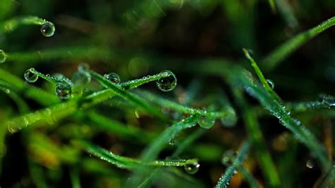 Download wallpaper 3840x2160 drops, grass, dew, close-up 4k uhd 16:9 hd background