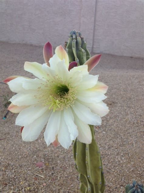 Cactus Shadows High School in Cave Creek • Sibbach.com