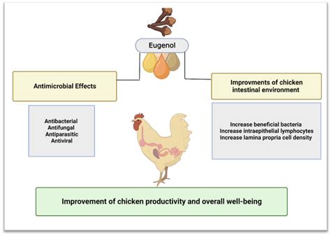 Veterinary Sciences | Free Full-Text | Application of Eugenol in ...