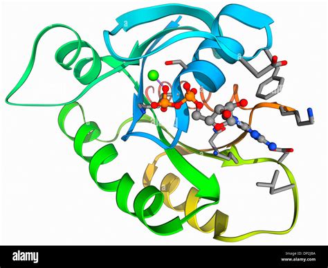 Transforming protein p21 hi-res stock photography and images - Alamy