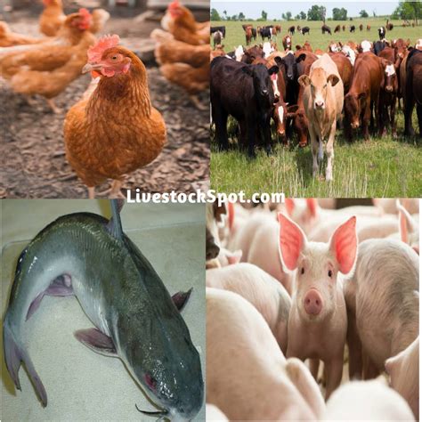 Top Four (4) Best Animals For Livestock Farming Business | LivestockSpot