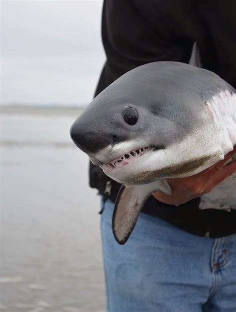 1st Great White shark nursery in world discovered, in Long Island Sound, NY | TFW2005 - The 2005 ...