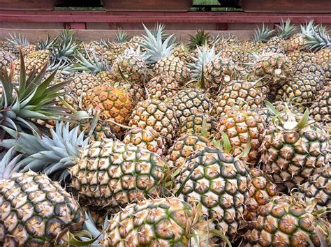 Maui Pineapple Tours: Visit a working pineapple plantation | There's No ...