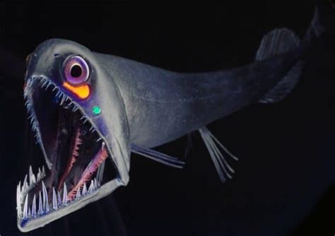 Dragonfish Facts | Dragon Fish | A-Z Animals