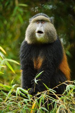 Image result for lesula monkey facts | Primates, Mammals images, Animals