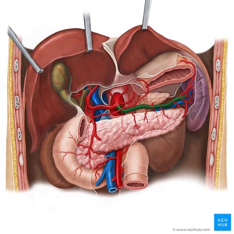 Splenic artery: Anatomy, branches, supply | Kenhub