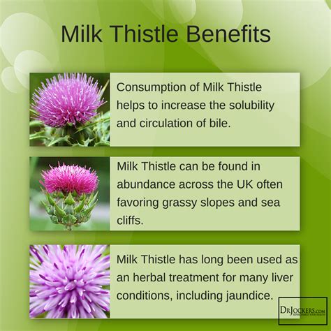 Milk Thistle: 6 Amazing Health Benefits - DrJockers.com