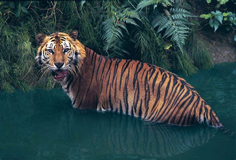 Tiger | Facts, Information, Pictures, & Habitat | Britannica