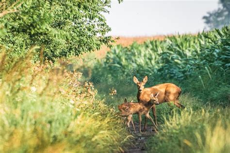 Female Roe Deer and Her Two Little Fawn. Stock Photo - Image of habitat, beautiful: 154098072