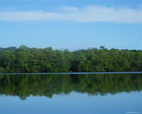 Crab Hunting and Mangrove Forest Protection (bahasa Indonesia ...