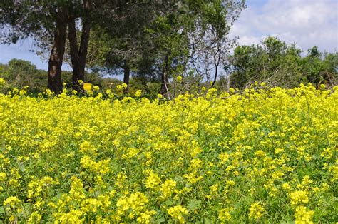 The wild mustard flowers of Israel