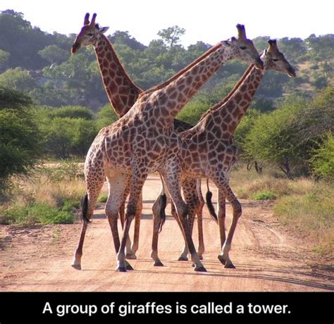 A group of giraffes is called a tower. - A group of giraffes is called a tower. - iFunny