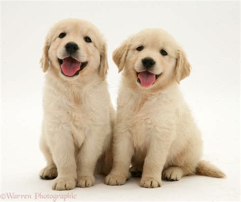 Golden Retriever Puppies Wallpaper - WallpaperSafari