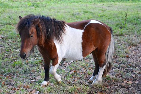 Gambar Foto Gratis Kuda Poni Shetland Kecil Gambar Alam Berkuda di Rebanas - Rebanas