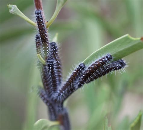 Wood White Butterfly larvae • Flinders Ranges Field Naturalists