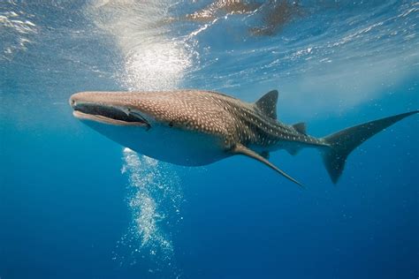 Whale Shark - Oceana