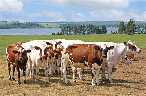 Ayrshire | Dairy, Hardy & Adaptable | Britannica