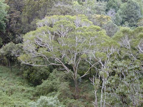 Acacia koa l Remarkable Adaptation - Our Breathing Planet