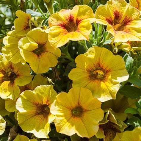 Pennington Annual Supercal Petunia Yellow