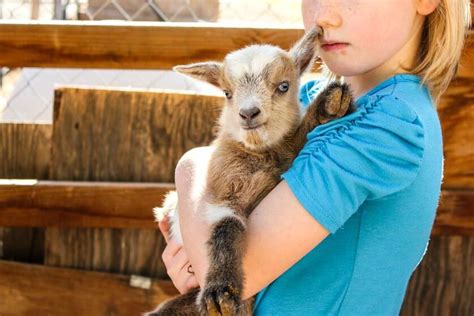 How to Raise and Care a Newly Born Goat - Animal Lova