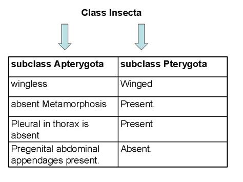 CLASSIFICATION OF INSECT Insect is a six legged