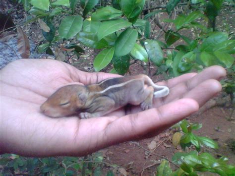 File:Baby Squirrel.JPG