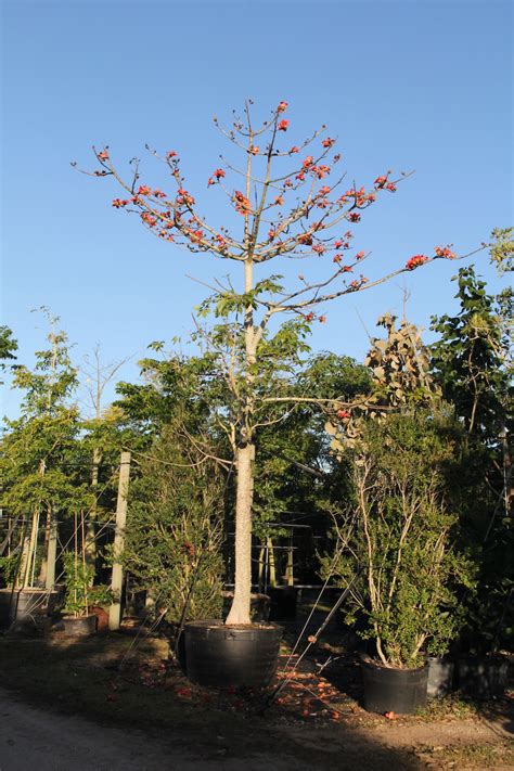 Bombax Ceiba | Treeworld Wholesale Bombax Ceiba