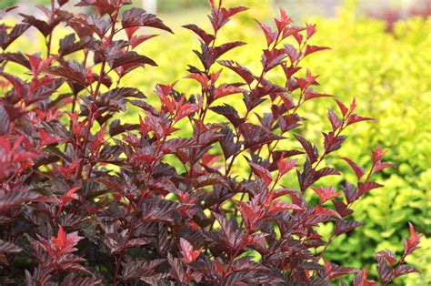 10 Best Full Sun Shrubs