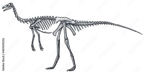 Gallimimus skeleton, illustration, drawing, engraving, ink, line art ...