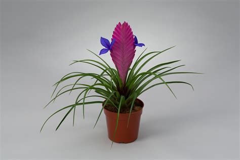 Tillandsia Cyanea-Anita | Grünpflanzen, Pflanzen, Sukkulenten