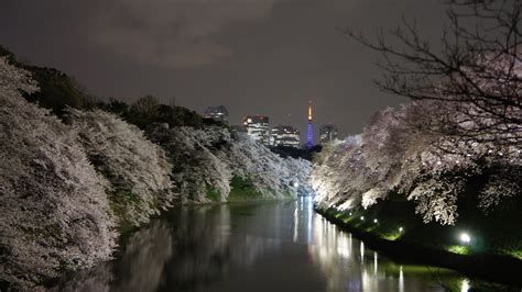 Chidorigafuchi Cherry blossoms and the beautiful night time ...