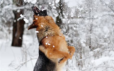 Dogs Playing in Snow Wallpaper - WallpaperSafari