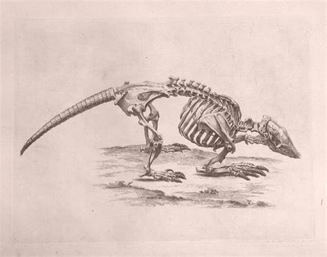 Armadillo Skeleton, Cheselden Anatomy 1733 - Art Source International