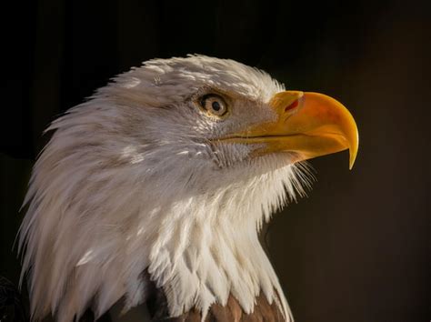 Premium Photo | A bald eagle's beak is yellow and white.