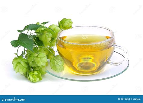 Tea hop 01 stock image. Image of herbs, fresh, common - 6316753