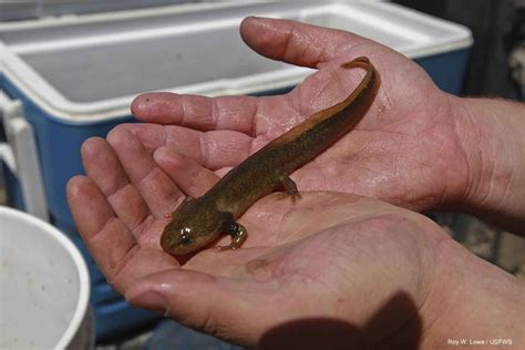 Free picture: juvenile, pacific, giant, salamander