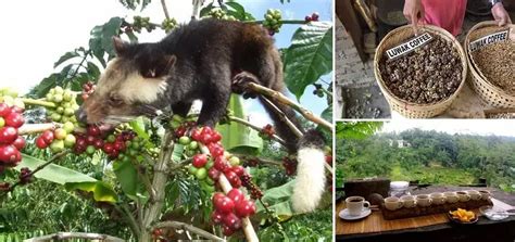 Bali Coffee Plantation - The Best Place Luwak Coffee 2024