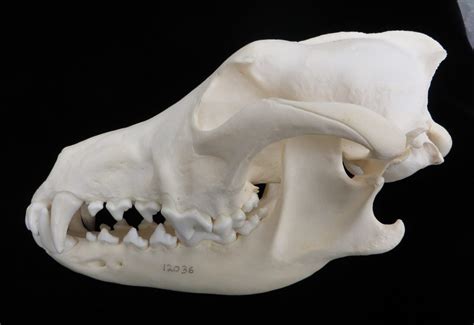 Skull Morphology & Feeding Biomechanics – The Mammal Lab