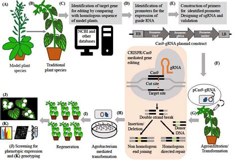 General work-flow of CRISPR/Cas9 based gene editing in neglected crops ...