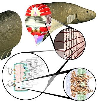 Electric eel - Wikipedia